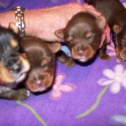 Yorkshire Terrier Puppies from Pampered Companions