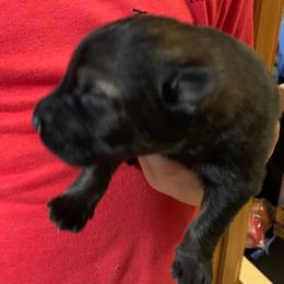 Male 6 - Sable male German Shepherd puppy in Effingham County, Illinois from Delaney Working Dogs