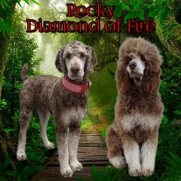 Rocky - Poodle