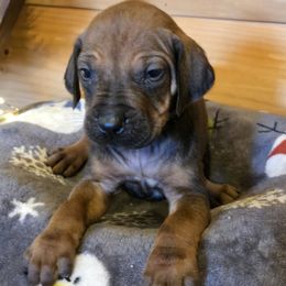 Boy 5 - male Rhodesian Ridgeback puppy in Gaffney, South Carolina from Circle D Farms