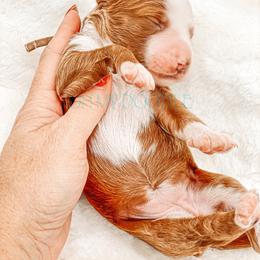 Cavapoo and Goldendoodle Puppies from Oh My Mini Doodle