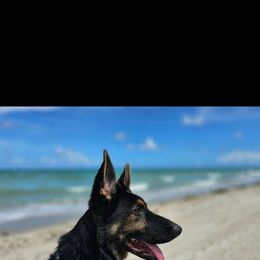 Torro - German Shepherd