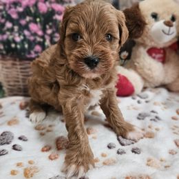 Becca - Red female Cavapoo puppy in Lebanon, Missouri from Perkins Pups