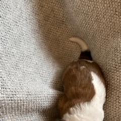 Saint Berdoodle Puppies from Tempe Town Saint Berdoodles