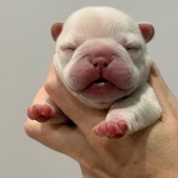 Ghost - Cream male French Bulldog puppy in New Hampton, New Hampshire from Kismet French Bulldogs