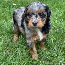 Applejack - Blue merle male Aussiedoodle puppy in Heber City, Utah from Junipersdoodles