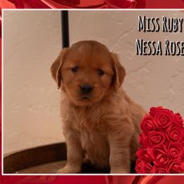 Nessa - Dark golden female Golden Retriever puppy in Driggs, Idaho from SK Golden Retrievers
