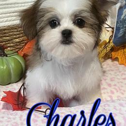 Charles - Sable male Mi-Ki puppy in Middleburg, Florida from Elegant Tiny Paws