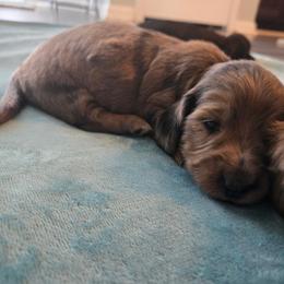 Gingerbread - Dapple female Dachshund puppy in Lincolnton, North Carolina from Oakview Kennels