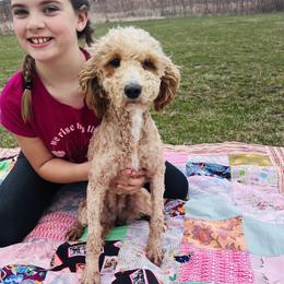 Pearl - Goldendoodle