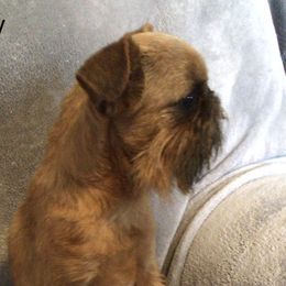 Lenny - Brussels Griffon