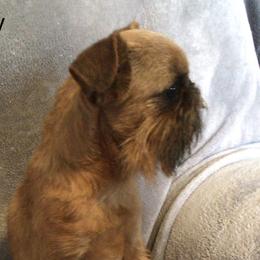 Lenny - Brussels Griffon