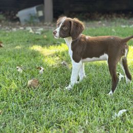 Maggie - Liver and white female Brittany puppy in Adairsville, Georgia from Rocking L Farms