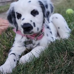 Dalmatians from RJ’s Dalmatians