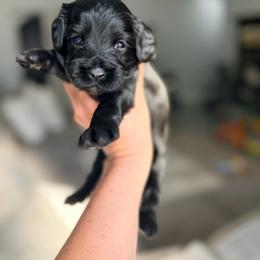 Expo - Black male Australian Labradoodle puppy in Calhoun, Louisiana from Arrowhead Australian Labradoodles