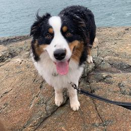 Australian Shepherd Puppies from Whiteley Way Australian Shepherds