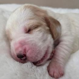 Willie - Red and white male Basset Hound puppy in Denison, Texas from Emma Lou's Baby Bassets