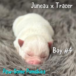 Boy 4 - White male Pomsky puppy in Krum, Texas from Paw-Some Pomskies