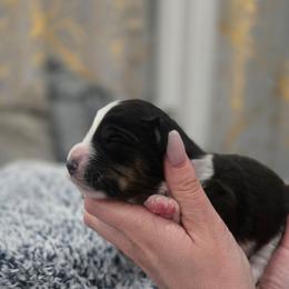 Boy 2 naturally bob - Black tri male Miniature American Shepherd puppy in Santa Rosa, California from BennettValleyAussies