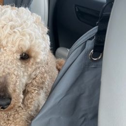 Poodles from Deng Poodles