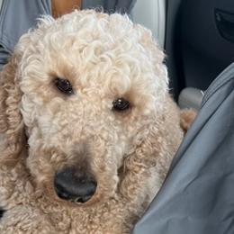 Poodles from Deng Poodles