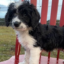 Aussiedoodles, Goldendoodles, and Poodles from North Florida Poodles and Doodles