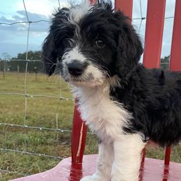 Aussiedoodles, Goldendoodles, and Poodles from North Florida Poodles and Doodles