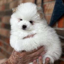 Frost - Cream parti male Pomeranian puppy in Odessa, Texas from Cherry's Poms