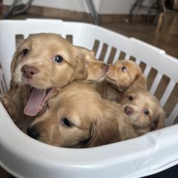 Dachshund Puppies from Dash of Love