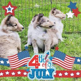 Bulldog and Shetland Sheepdog Puppies from Smooch-A-Bulls English Bulldogs & M&M Shelties