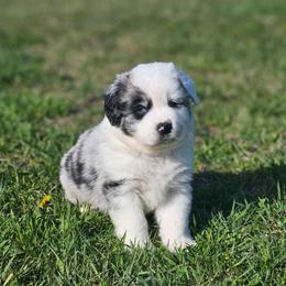 Wrangler - Blue merle male Miniature Australian Shepherd puppy in Orrtanna, Pennsylvania from Mountain Top Shepherd's
