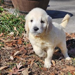 Goldendoodle Puppies from SUPERDog Doodles