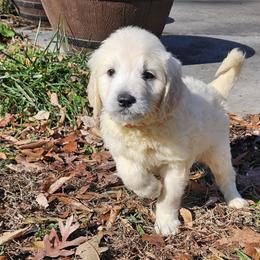 Goldendoodle Puppies from SUPERDog Doodles