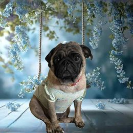Winnie - Pug