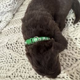 Boy 3 - Brown Newfoundland puppy in Idaho from Blue Heart Kennel