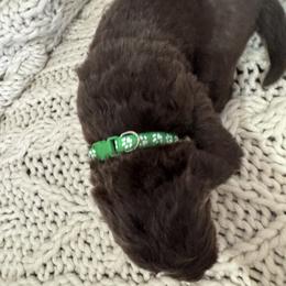 Boy 3 - Brown Newfoundland puppy in Idaho from Blue Heart Kennel