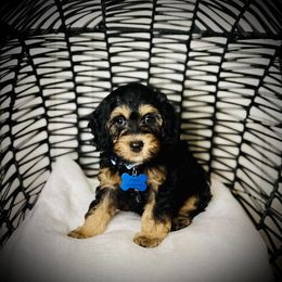Cavapoo, Cockapoo, and Poodle Puppies from Benji’s Cockapoos
