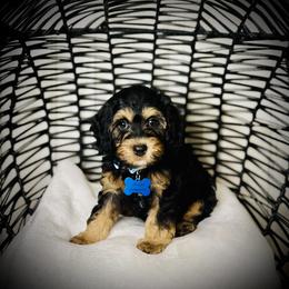 Cavapoo, Cockapoo, and Poodle Puppies from Benji’s Cockapoos
