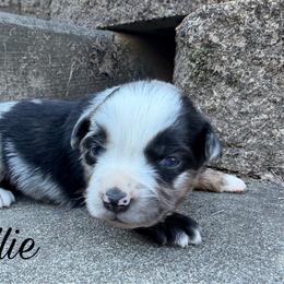Callie - Blue merle female Miniature Australian Shepherd puppy in Sandy Hook, Kentucky from RidgeTop Aussies