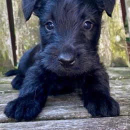 Spruce (Blue) - Black male Scottish Terrier puppy in Jefferson, North Carolina from McGuire’s High Country Terriers