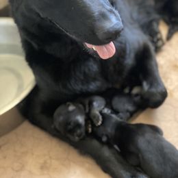 German Shepherd Puppies from Markenhaus Working German Shepherds