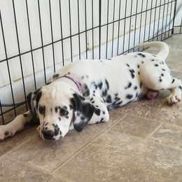 Dalmatian Puppies from Woofter Dalmatians