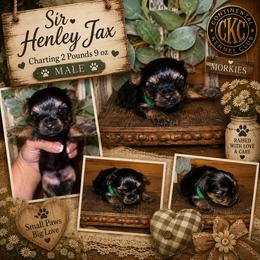 Sir Henley Jax - Black and gold male Morkie puppy in Dalton, Georgia from Southern Charm Precious Paws