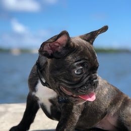 French Bulldogs from All About Frenchies