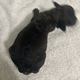Bridget - Black female Poodle puppy in Titus, Alabama from Paws & Kisses