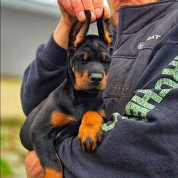 Girl 3 - Black and rust female Doberman Pinscher puppy in China Township, Michigan from Snell's Superior Kennel Dobermann & GSP