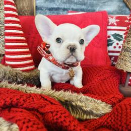 Standard Cream - Cream male French Bulldog puppy in Jordan Valley, Oregon from Floating Feather Frenchies