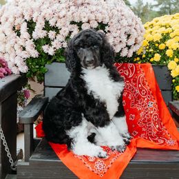Winston - Parti male Poodle puppy in Vilonia, Arkansas from Liberty Valley Poodles