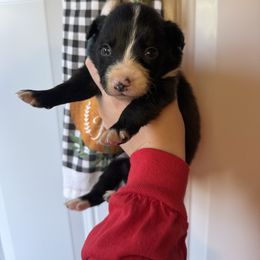 Male 3. - Seal male Border Collie puppy in Asheboro, North Carolina from Coble Kennels