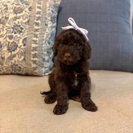 Coast - Chocolate female Cavapoo puppy in Colcord, Oklahoma from Copper Lane Aussies, Doodles & Cavapoos